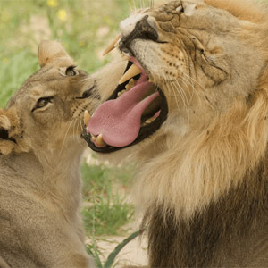 Wildlife Encounters